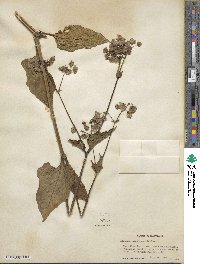 Mirabilis nyctaginea image