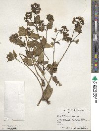 Mirabilis nyctaginea image