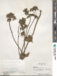 Mirabilis nyctaginea image