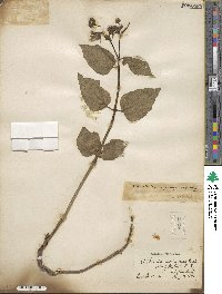 Mirabilis nyctaginea image