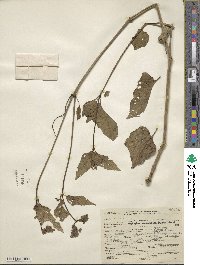 Mirabilis nyctaginea image