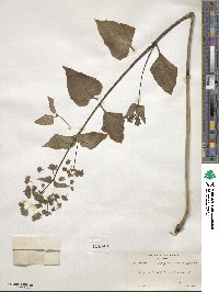 Mirabilis nyctaginea image