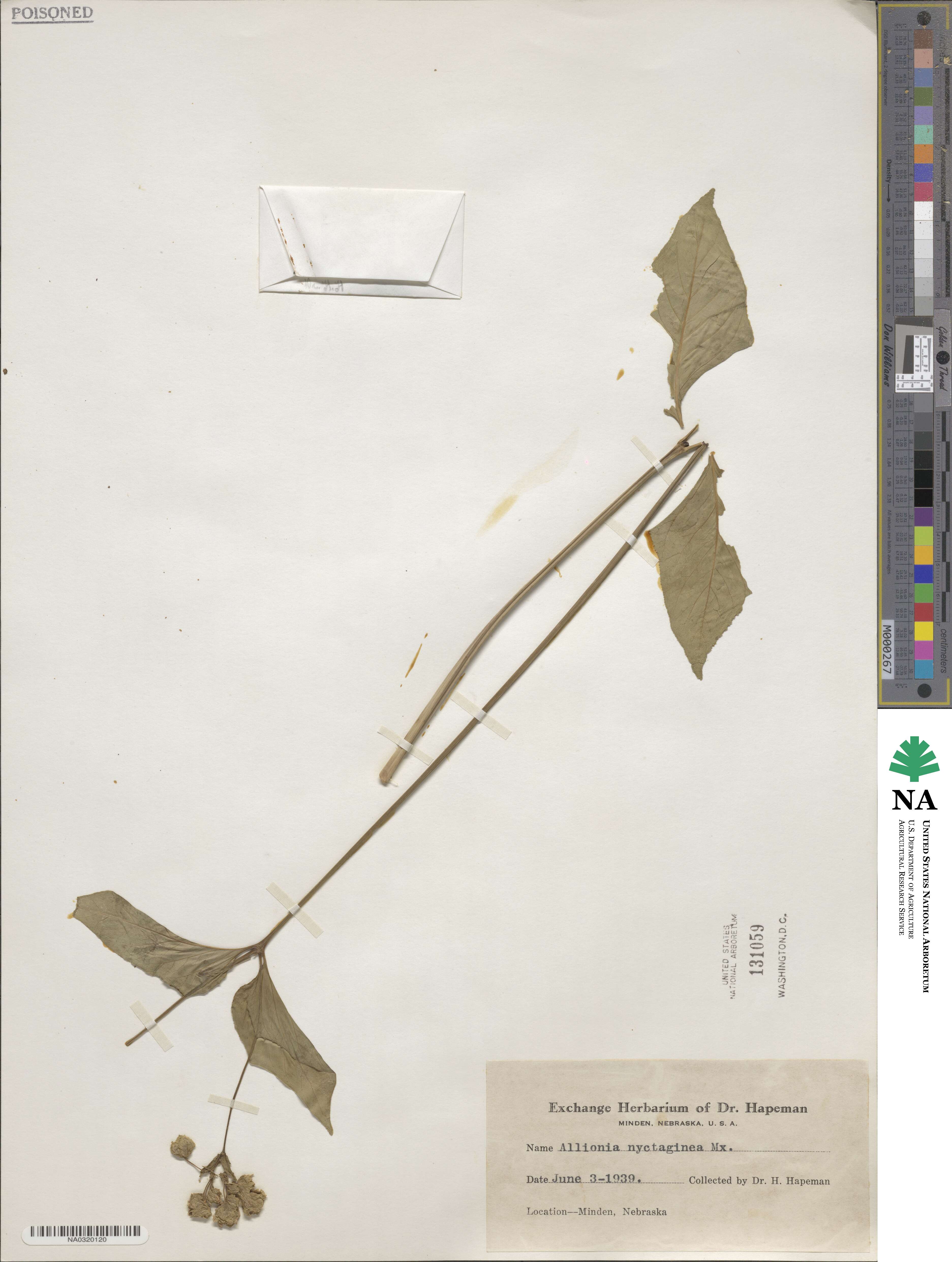 Mirabilis nyctaginea image