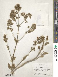 Mirabilis albida image