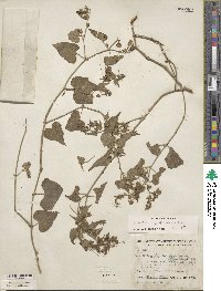 Mirabilis oxybaphoides image