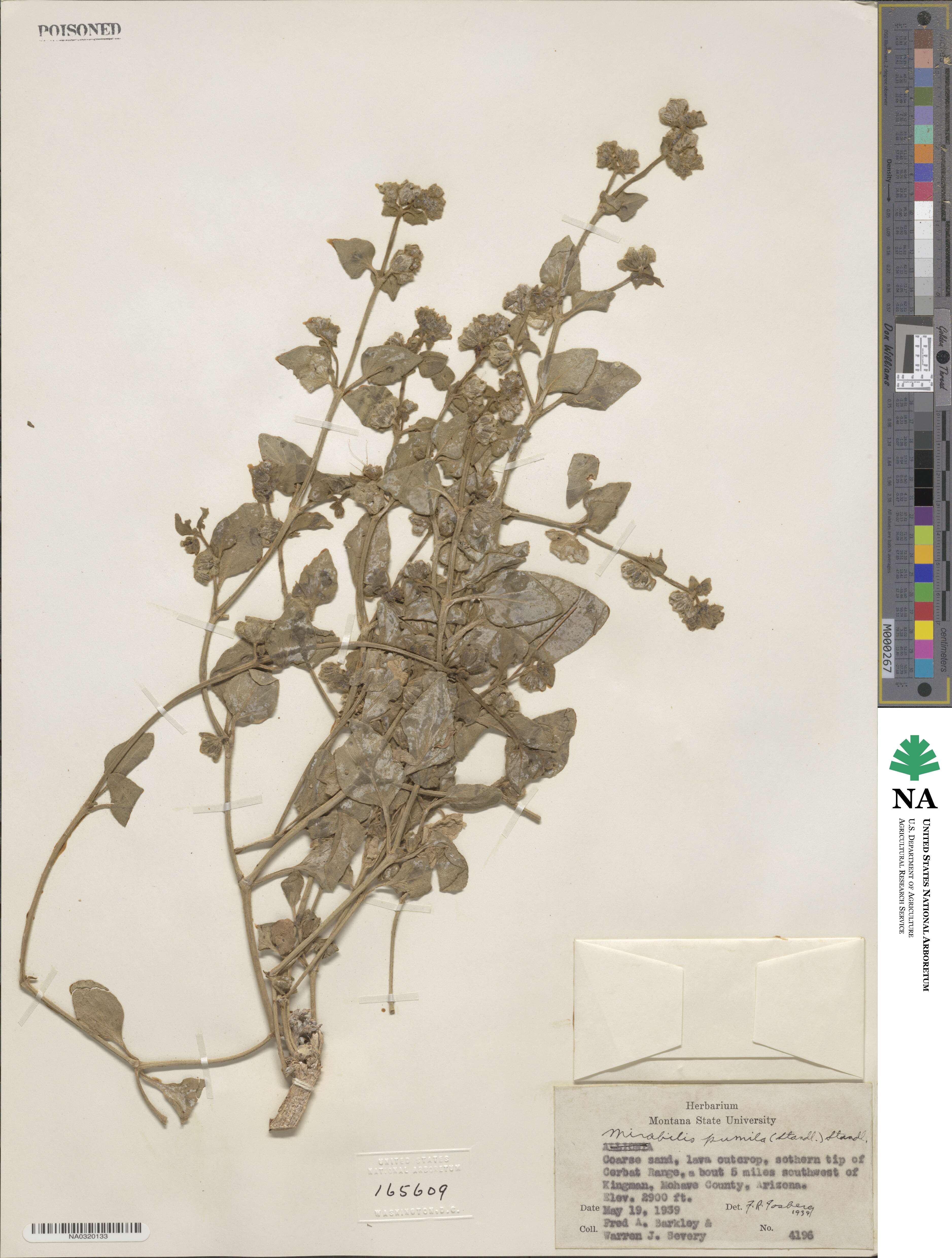 Mirabilis pumila image