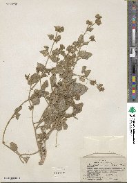 Mirabilis pumila image