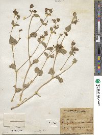 Mirabilis laevis var. retrorsa image