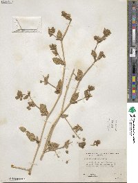 Mirabilis laevis var. retrorsa image