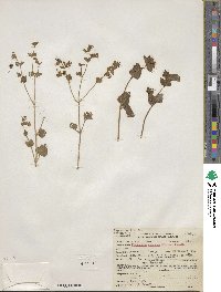 Mirabilis laevis image