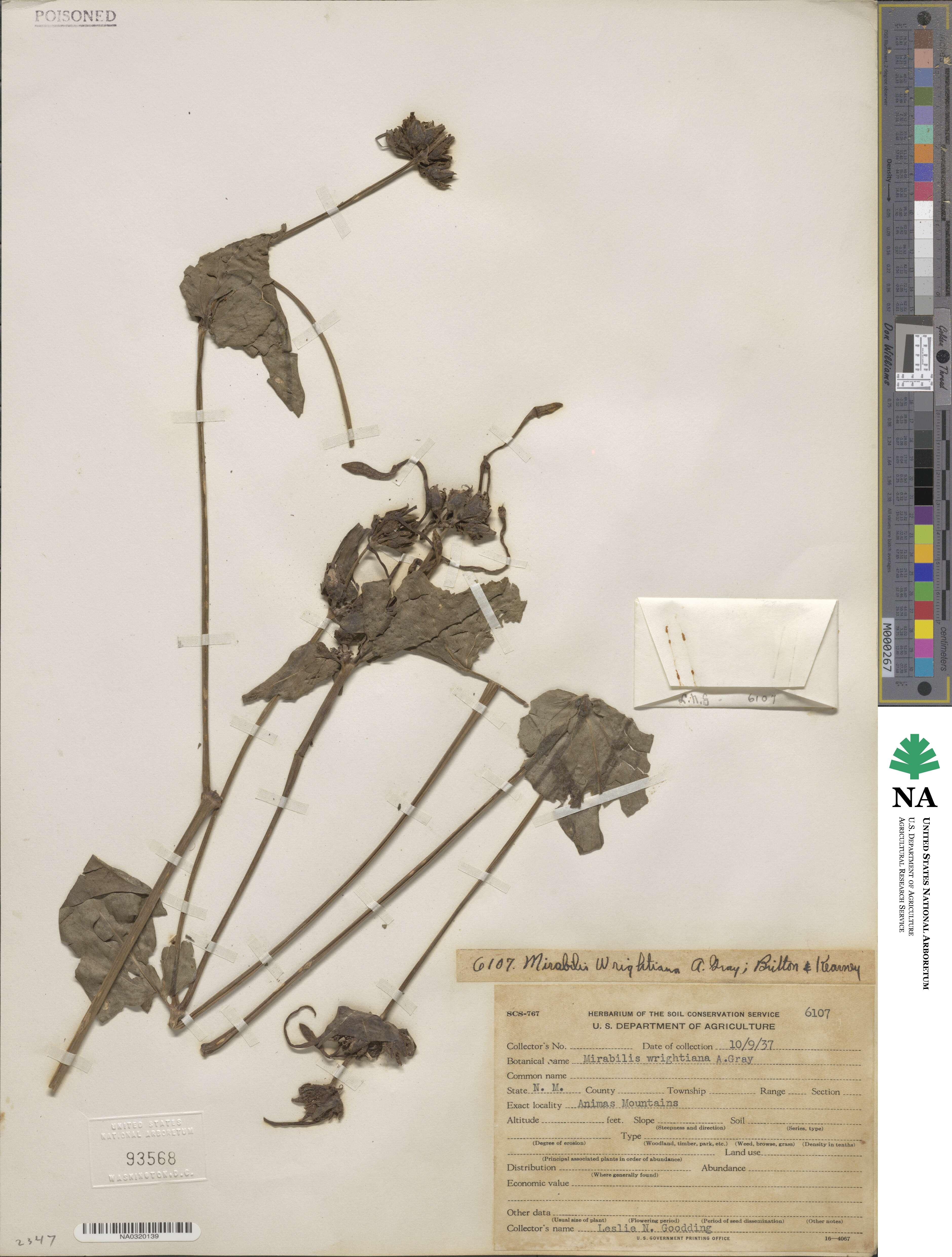 Mirabilis longiflora image