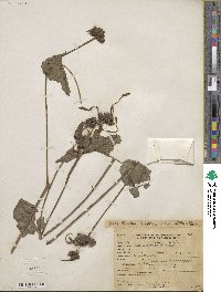 Mirabilis longiflora image