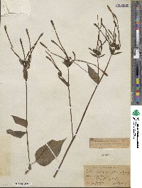 Mirabilis longiflora image