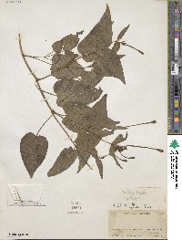 Mirabilis longiflora image