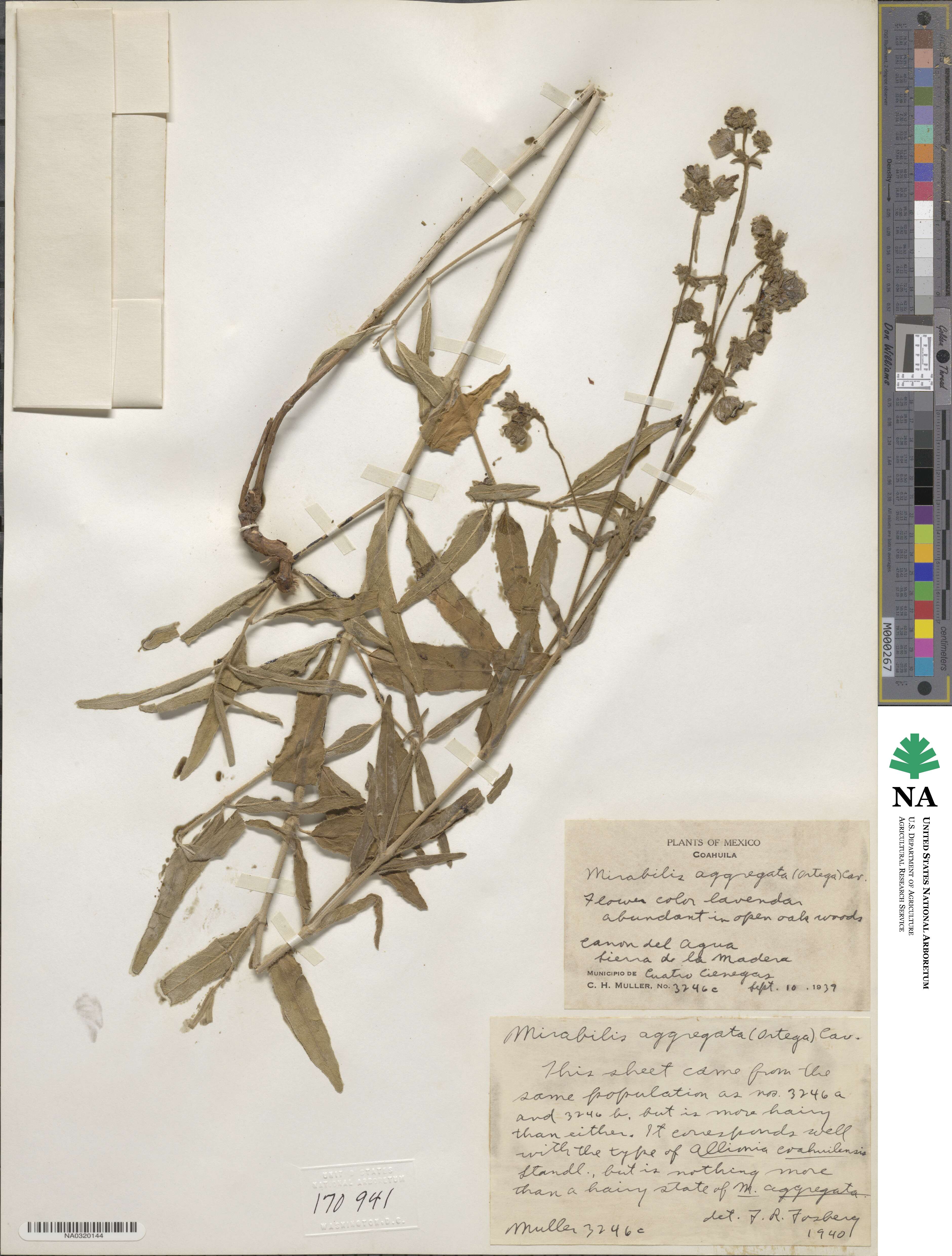 Mirabilis aggregata image