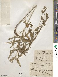 Mirabilis aggregata image