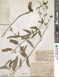 Mirabilis aggregata image