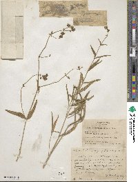 Mirabilis aggregata image