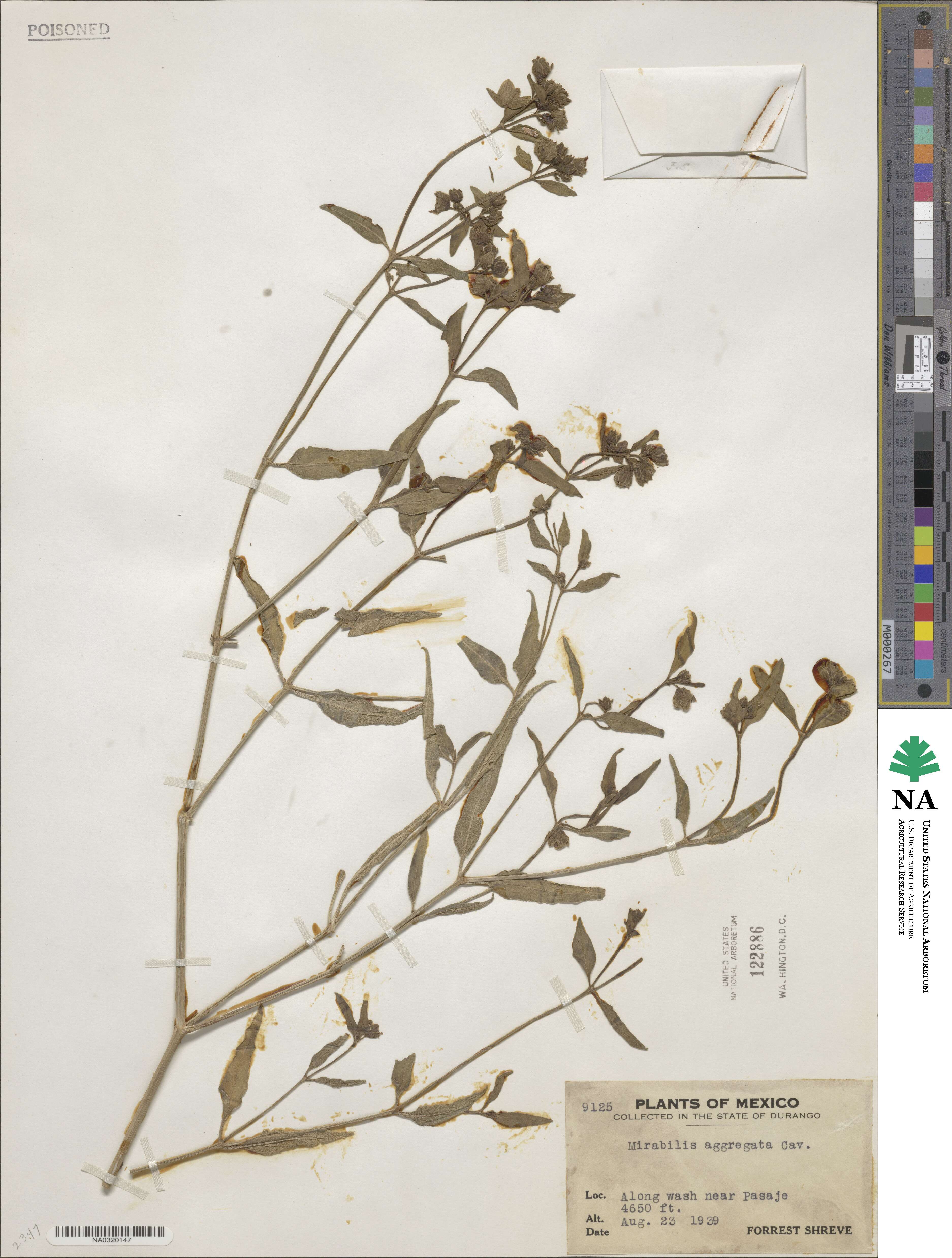 Mirabilis aggregata image