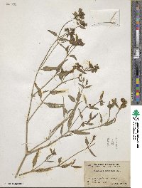 Mirabilis aggregata image