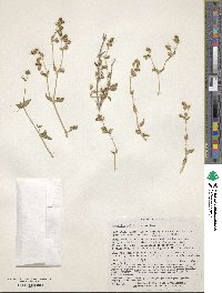 Mirabilis laevis var. crassifolia image