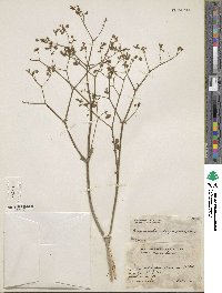 Mirabilis glabrifolia image