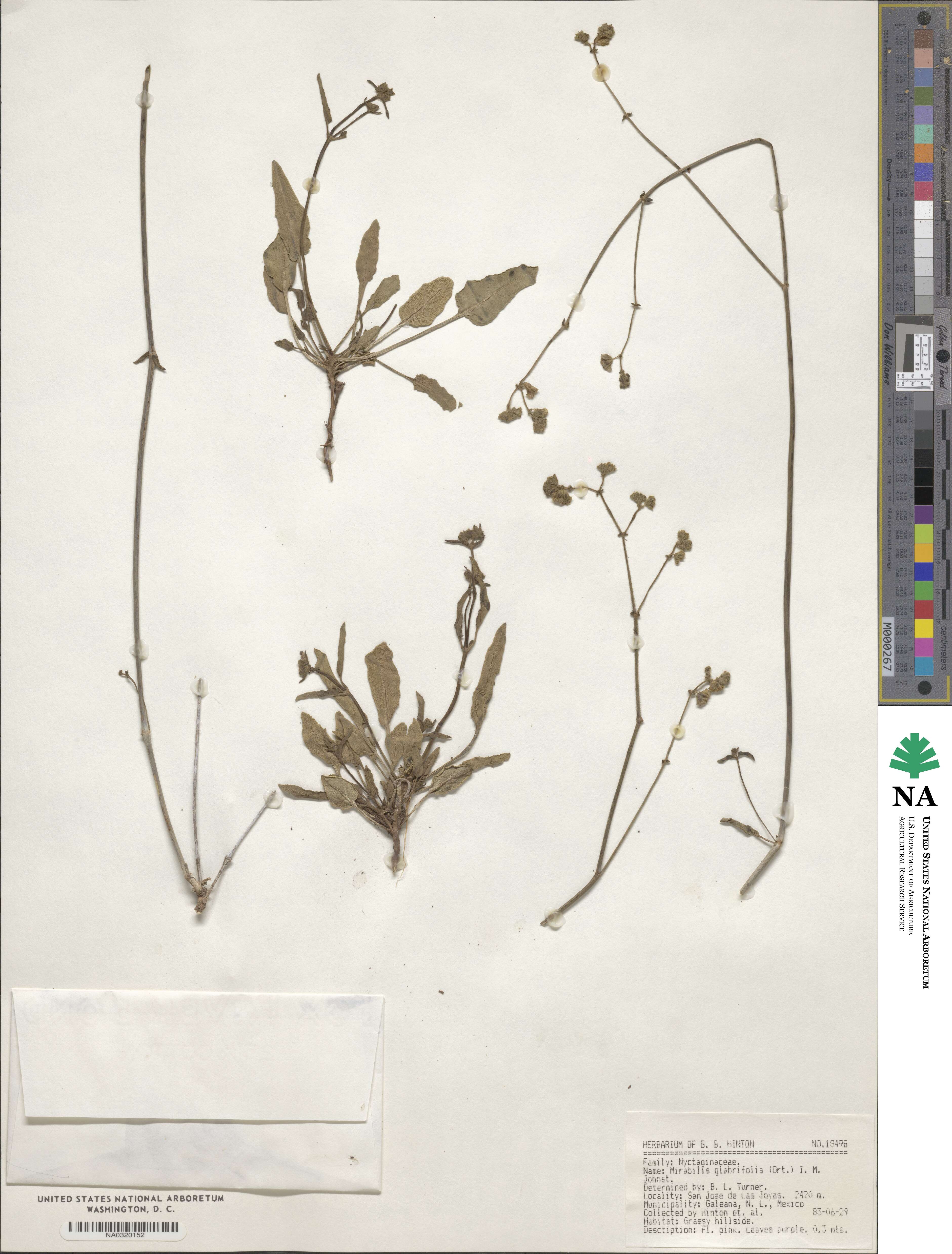 Mirabilis glabrifolia image