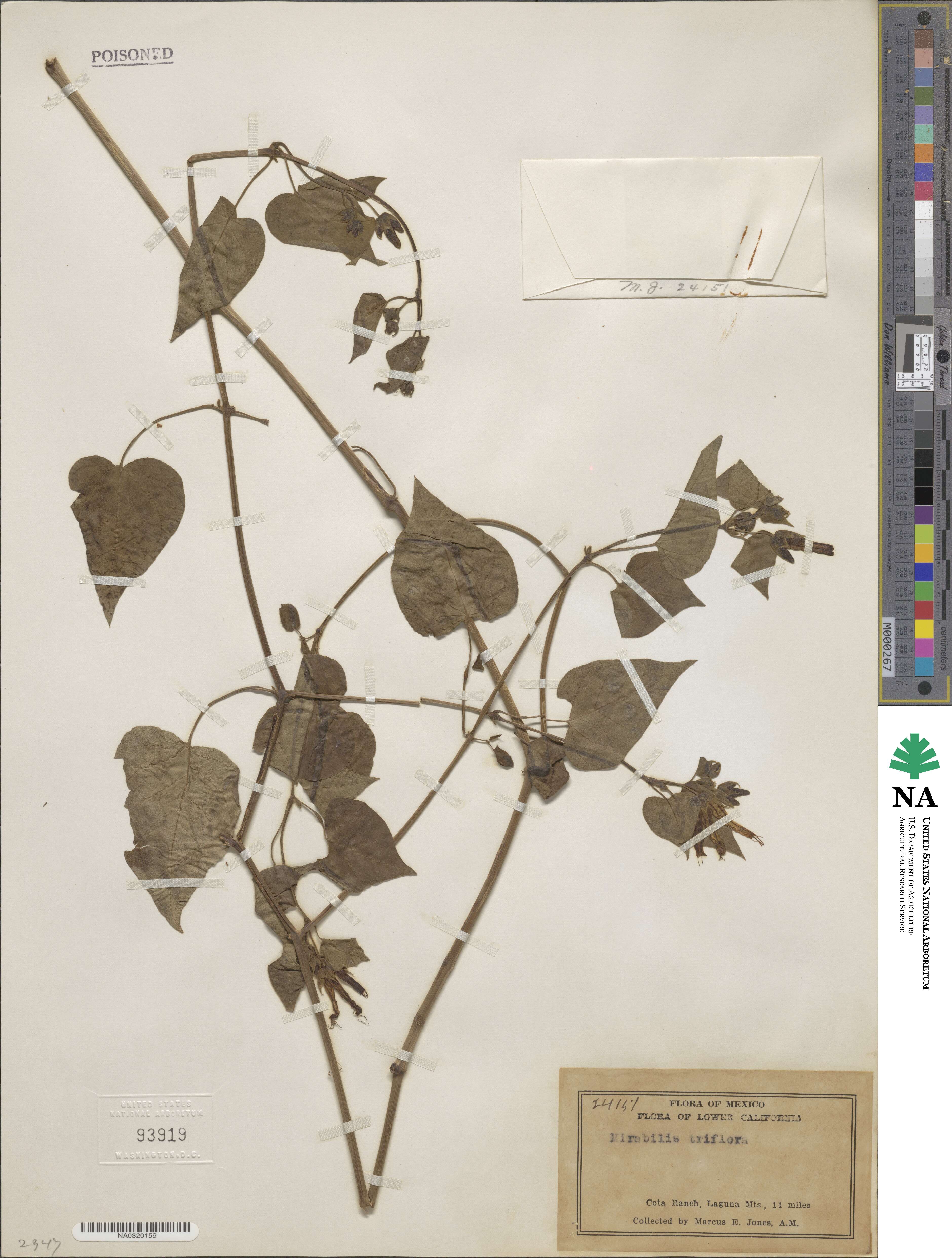 Mirabilis triflora image