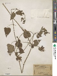 Image of Mirabilis triflora