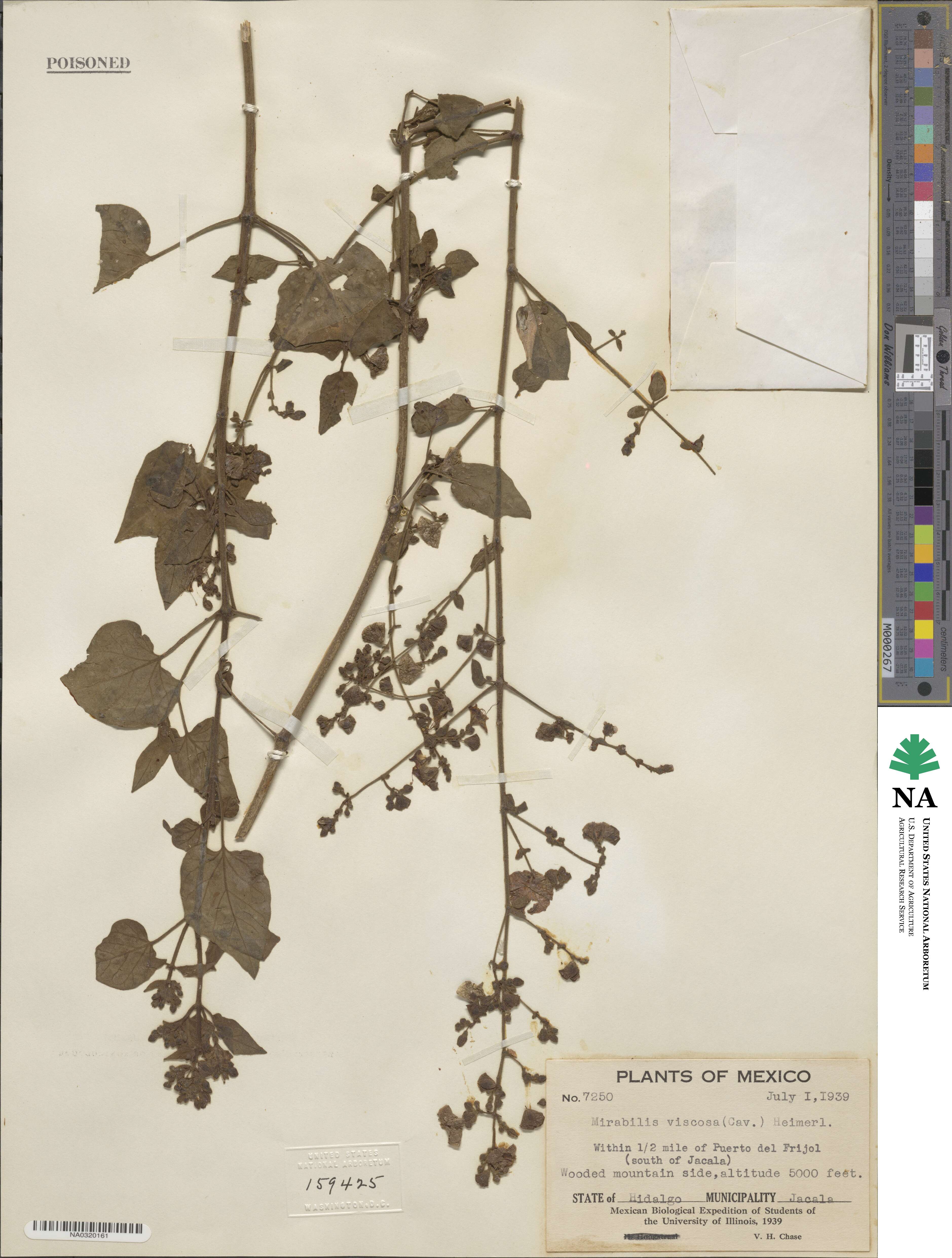 Mirabilis viscosa image