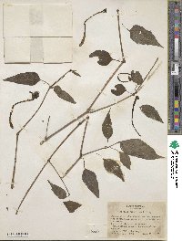 Mirabilis longiflora image