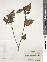 Mirabilis jalapa image