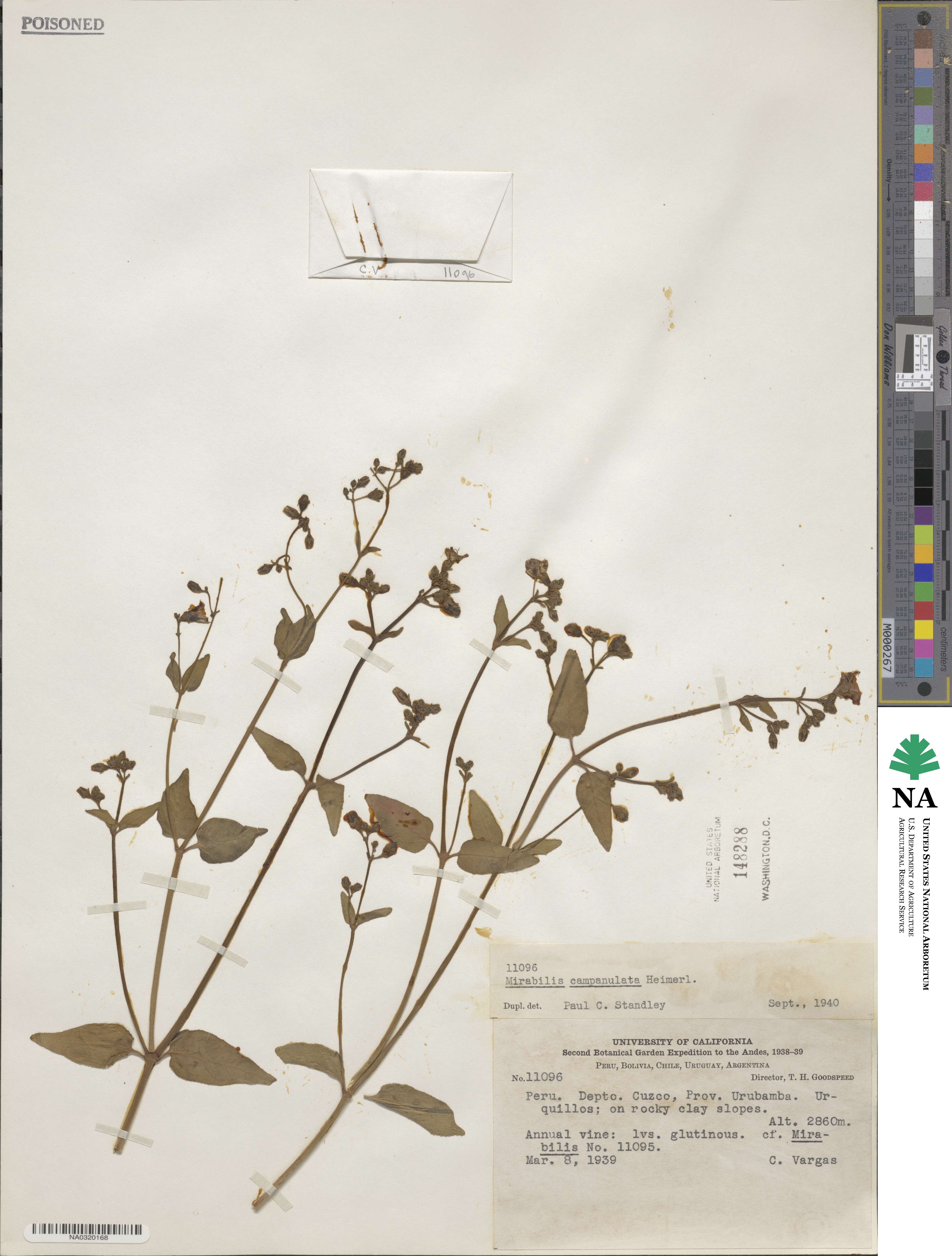 Mirabilis campanulata image