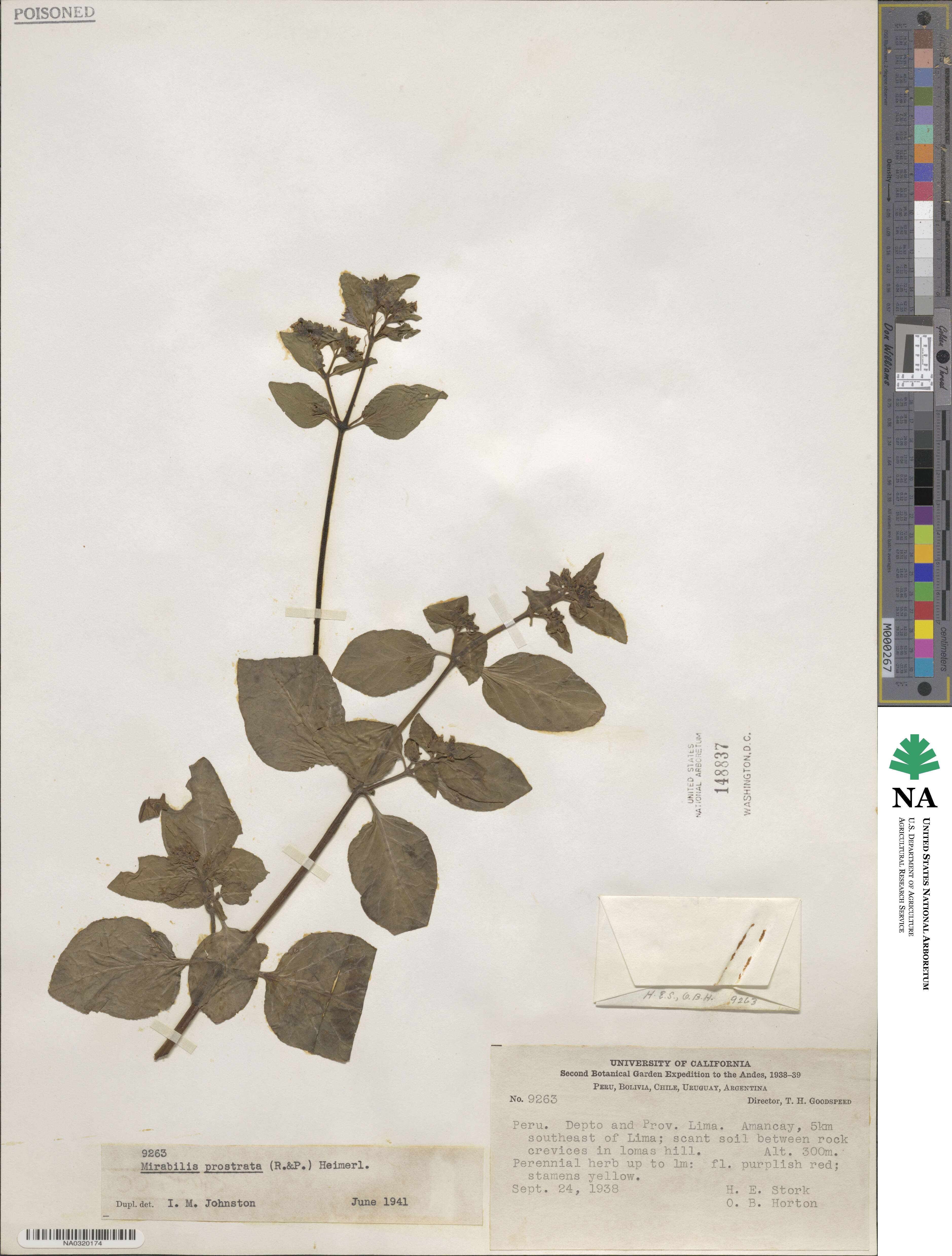 Mirabilis prostrata image