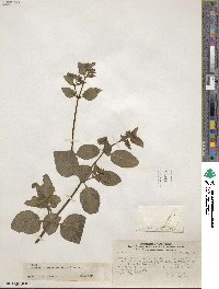 Mirabilis prostrata image