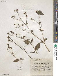 Mirabilis prostrata image