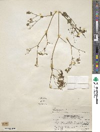 Mirabilis prostrata image