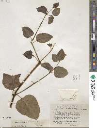 Mirabilis prostrata image