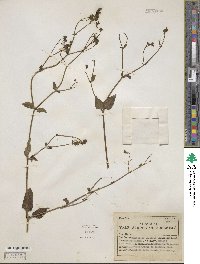 Mirabilis prostrata image