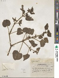 Mirabilis viscosa image