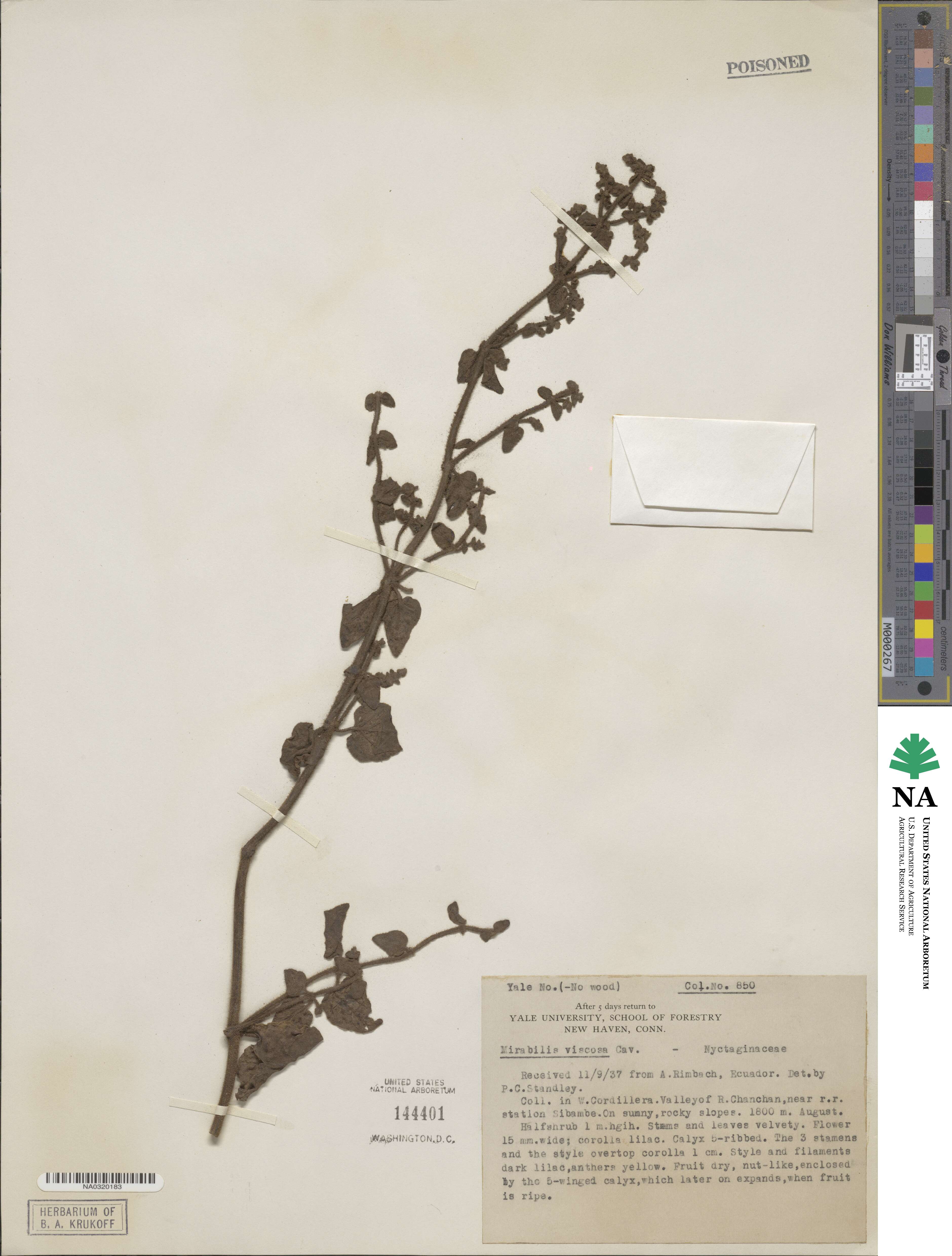Mirabilis viscosa image