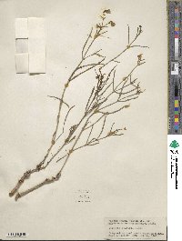 Mirabilis linearis image