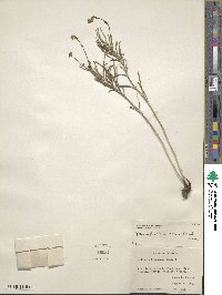 Mirabilis linearis image