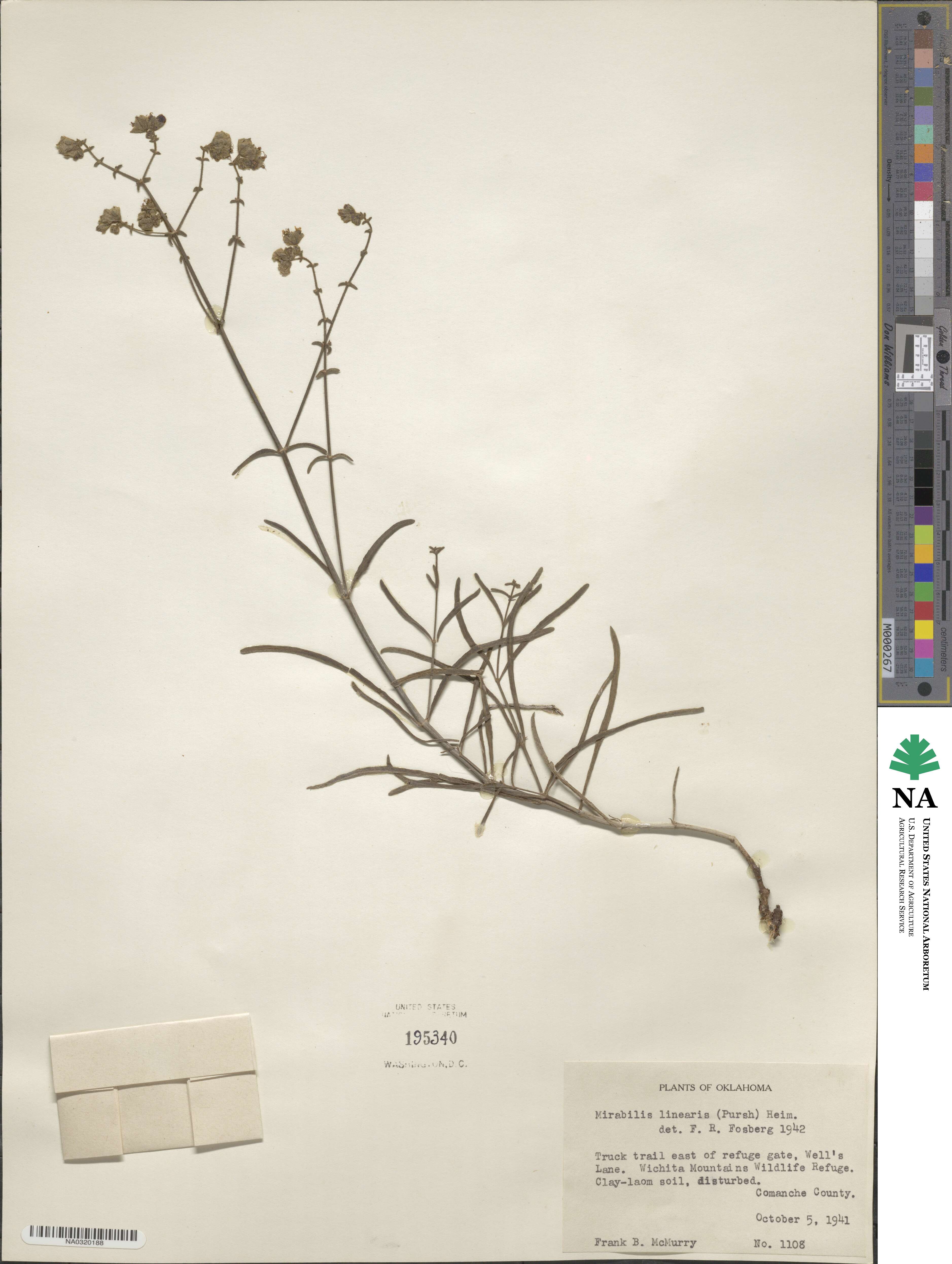 Mirabilis linearis image
