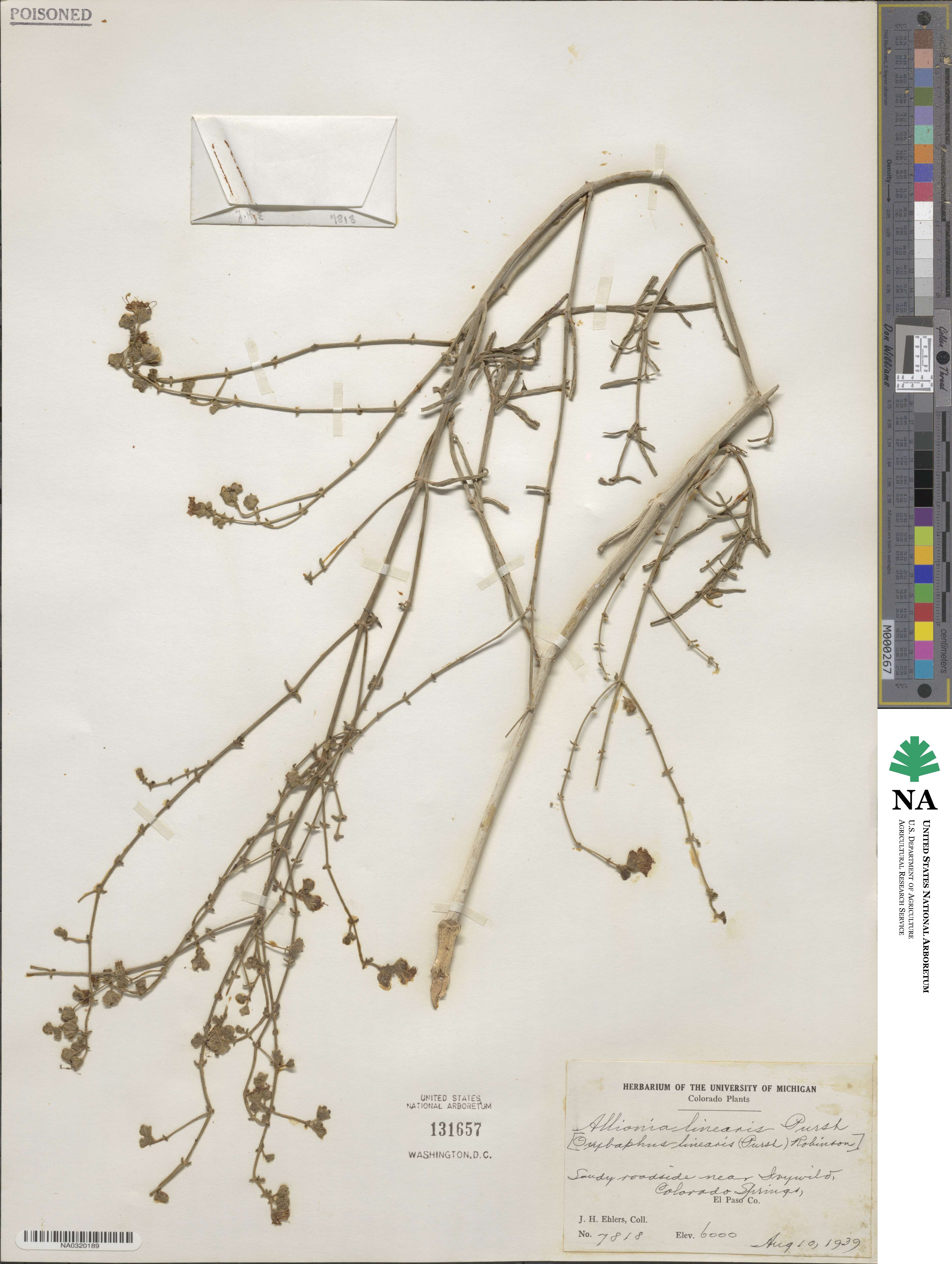 Mirabilis linearis image