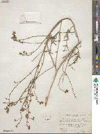 Mirabilis linearis image