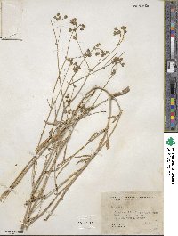 Mirabilis linearis image