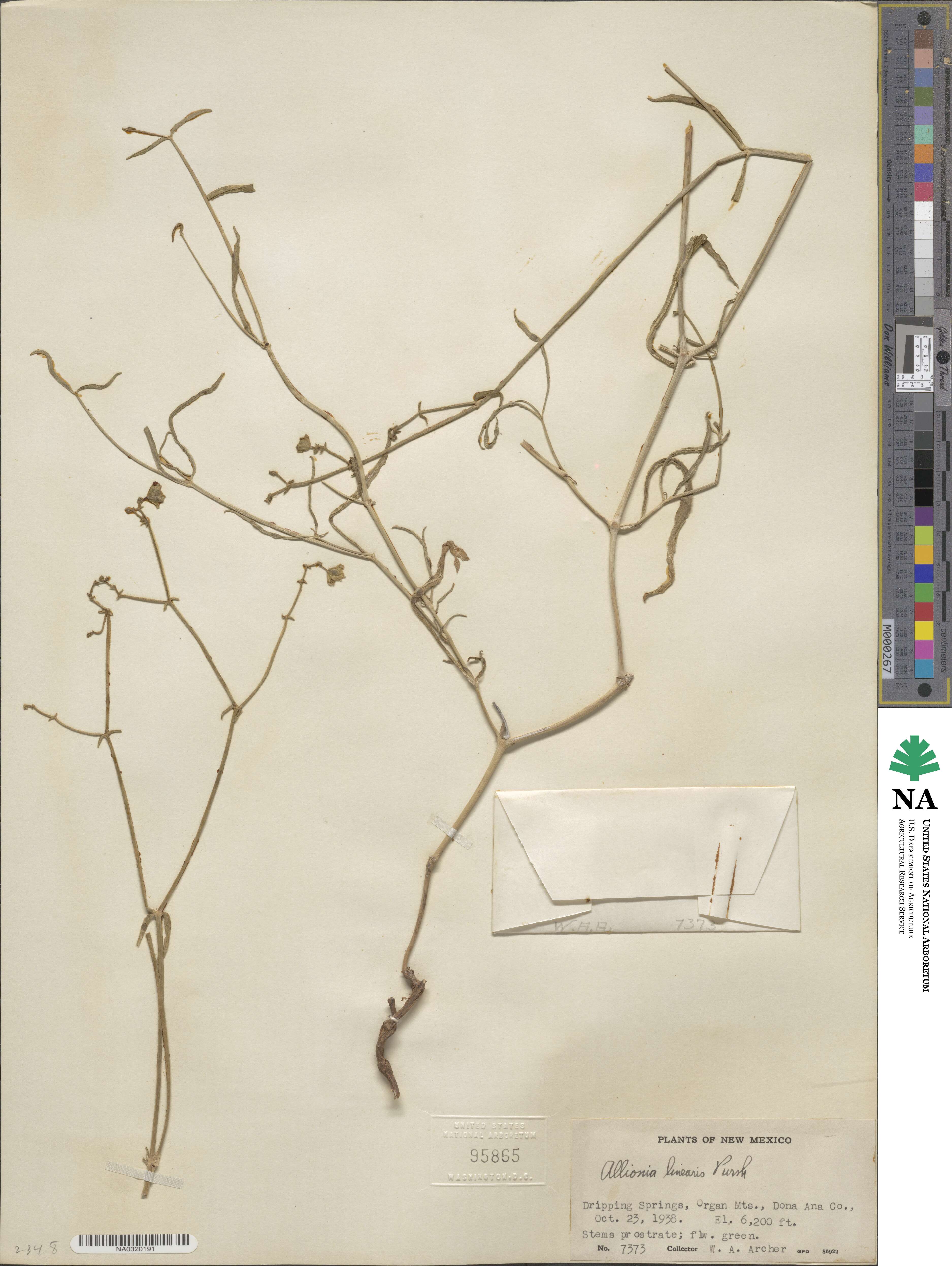 Mirabilis linearis image