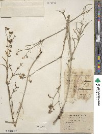 Mirabilis linearis image