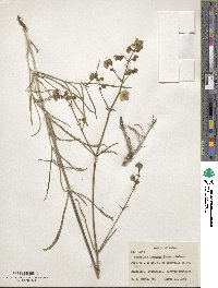 Mirabilis linearis image